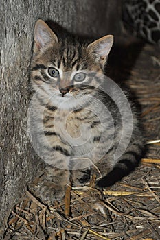 Little grey kitten standing on the hay, hugging to the wall, looking at the camera, at the countryside