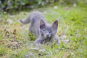 Little grey kitten about to pounce