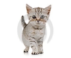 Little grey kitten walks on white background