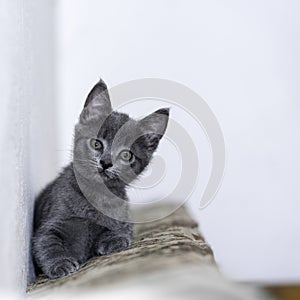 Little grey kitty resting and looking forward