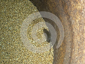 Little grey mouse running on the wheat in the pantry. top view of a mouse in a barrel