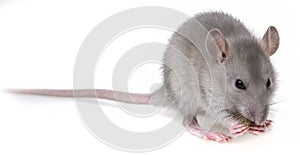 A little grey rat eating