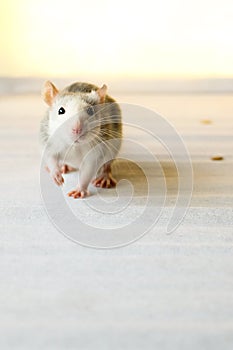 Little grey rodent in the kitchen