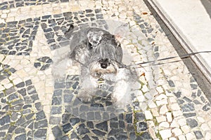 Little Grey Terrier in Lisbon