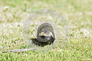 Little grison,mustelid photo