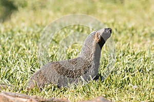 Little grison,mustelid that lives photo