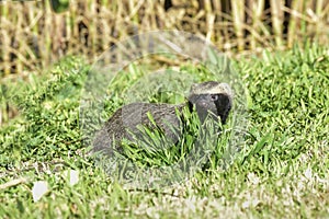 Little grison running ,Pampas,