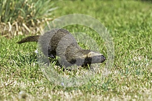 Little grison running ,Pampas,