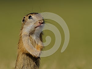 Little Ground Squirrel