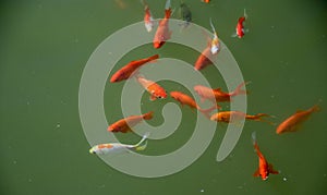 Little group of goldfishes