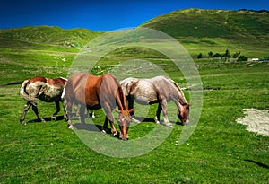 Little group of horses grazing freely in the Aran Valley, Lleida Pyrenees