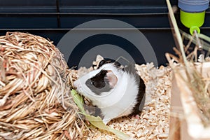 Little guinea pig eating salad leaf.