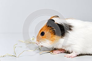 A little guinea pig eats hay, close-up