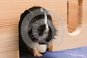 Little guinea pig in wooden house.