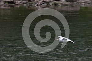 Little gull flying above the river Po.