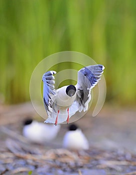 The Little Gull (Larus minutus) in flight on the green grass background. Front