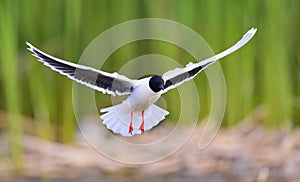 The Little Gull (Larus minutus) in flight on the green grass background. Front