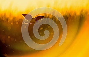 The Little Gull (Larus minutus) in flight on sunset natural background