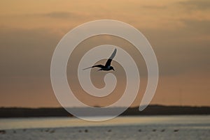 The Little Gull Larus minutus in flight on sunset natural background