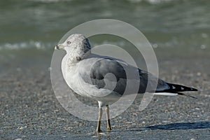 Little Gull at Lido Beach