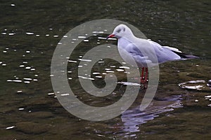 Little gull in the river Po.