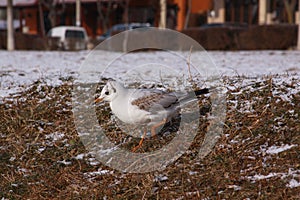 Little gull searching for food in cold winter