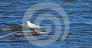 Little Gull solitary waterbird on Dryden Lake NYS