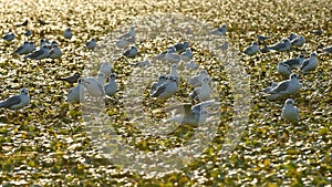 Little gulls on field of water chestnuts in Danube delta