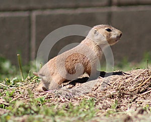 Baby prairiedog photo