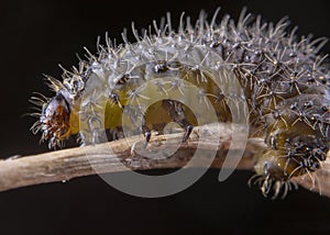 Little hairy caterpillar of dispar lymantria macro portrait