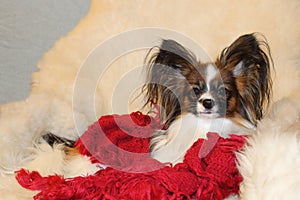 A little hairy dog rests on a white sheepskin on an armchair.