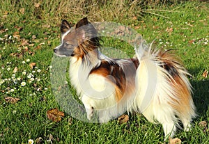 A little hairy dog stands on green grass with daisy flowers and leafes at sunset.