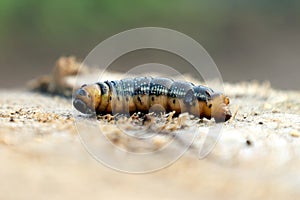 A little hairy worm-like animal that will build a cocoon and eventually become a butterfly is an example of a caterpillar.
