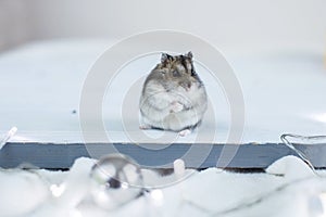 A little hamster with a christmas garland toy sits on a light blue wooden background
