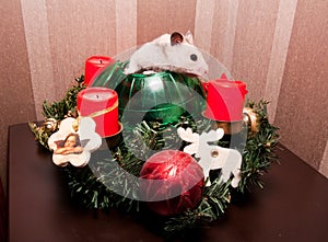 Little hamster in christmas tree