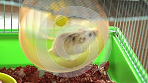 Little Hamster mouse is running on the spinning wheel in a cage.