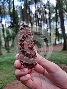 Little hand holding pinecone