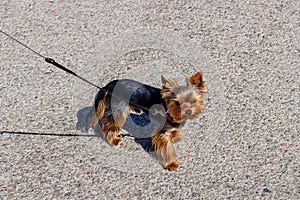 Little handsome cute Yorkshire Terrier on a leash
