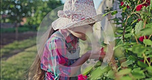 Little happy beautiful girl, young farmer smelling roses flowers in rural garden, slow motion 4k video.