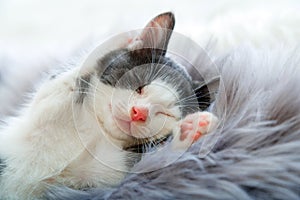 little happy kitten in sleep lift up paws showing paw pads up on gray fluffy plaid. Cat comfortably nap relax at cozy