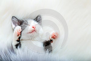 little happy kitten in sleep lift up paws showing pink paw pads on white fluffy plaid. Cat comfortably nap relax at cozy