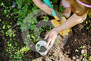 Little happy preschool girl planting seedlings of sunflowers in domestic garden. Toddler child learn gardening, planting