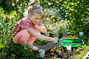 Little happy preschool girl planting seedlings of sunflowers in domestic garden. Toddler child learn gardening, planting