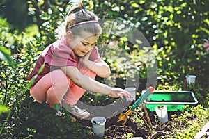 Little happy preschool girl planting seedlings of sunflowers in domestic garden. Toddler child learn gardening, planting