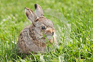 Little hare