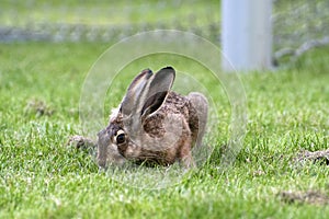 Little hare near a soccer goal with its snout buried in the grass