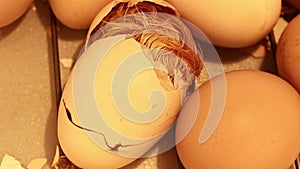 Little hatching chick paying its last efforts to get out of the egg in an incubator. The birth of a chicken