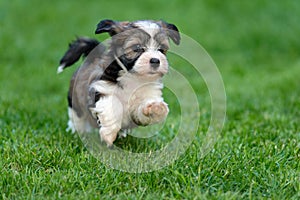 Little havanese puppy dog is running in the grass