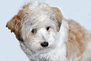 Little havanese puppy looks looks anxiously at his surroundings