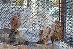 Little hawks in city zoo